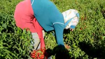 'İslahiye biberi'nde hasat başladı - GAZİANTEP
