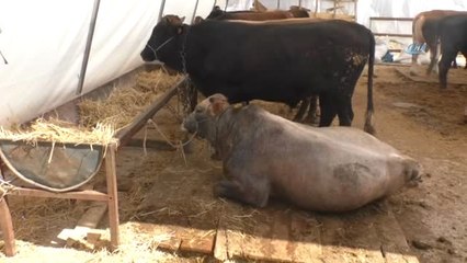 Yozgat'ta Polis Ekipleri Hayvan Pazarında Sahte Para Uyarısı Yaptı