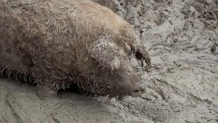 Schweinepest: Zaun an deutsch-dänischer Grenze