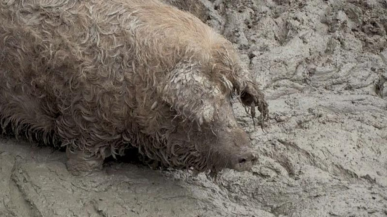 Schweinepest: Zaun an deutsch-dänischer Grenze