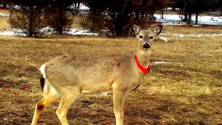 Minnesota Deer CLOSE UP