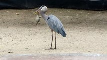 Un héron dévore un canard au zoo de San Diego.