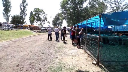 Hayvan Pazarının Gözdesi "Pehlivan" - Tekirdağ
