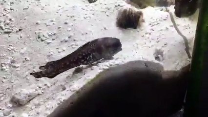 Akvaryumda gergin anlar, balıklardan tükürüklü kavga!