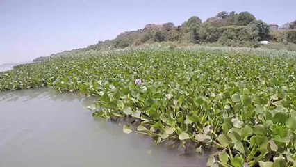 إثيوبيا تحارب "ورد النيل" لحماية الأسماك ببحيرة تانا