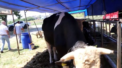 Hayvan pazarının gözdesi 'pehlivan' - TEKİRDAĞ