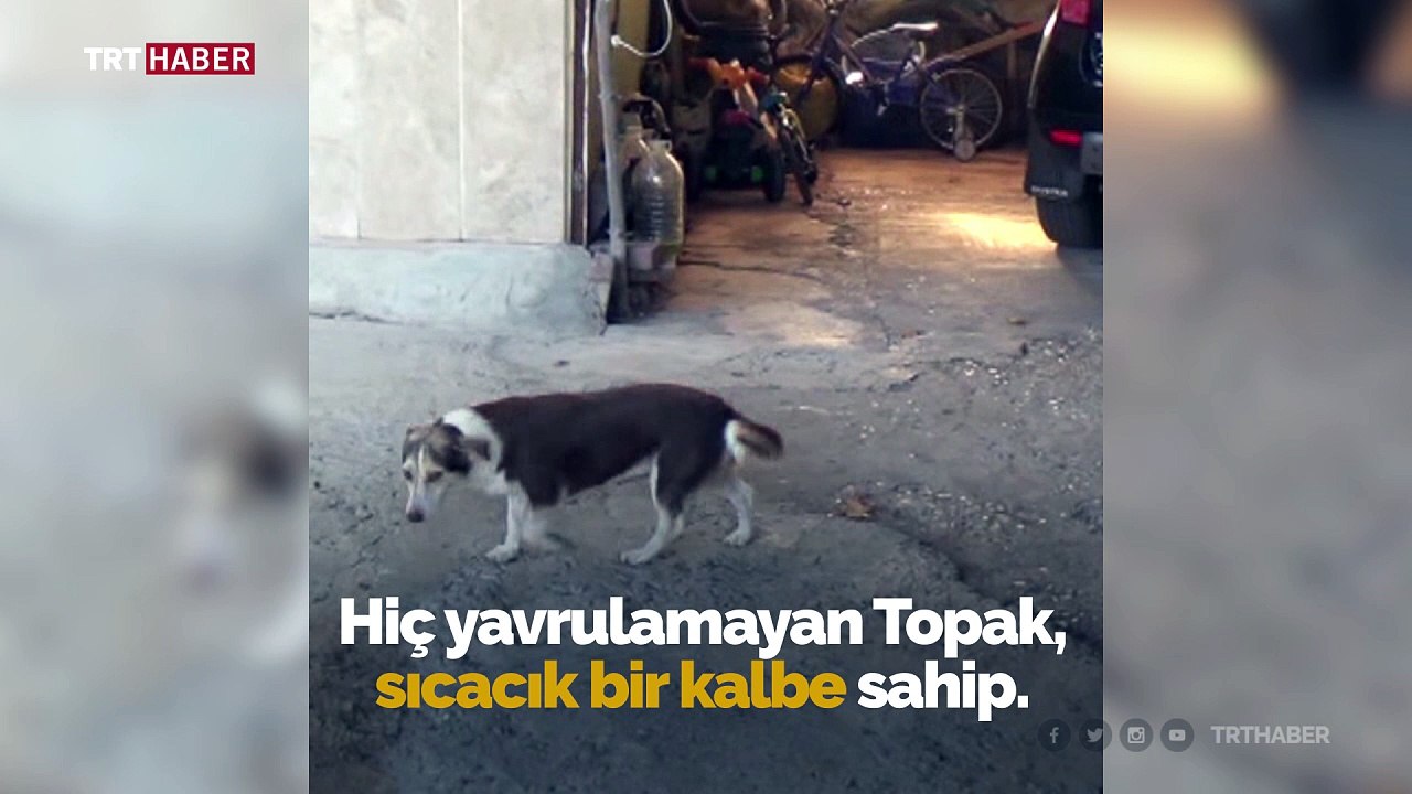 Yavru kediye annelik yapan köpek görenleri şaşırtıyor