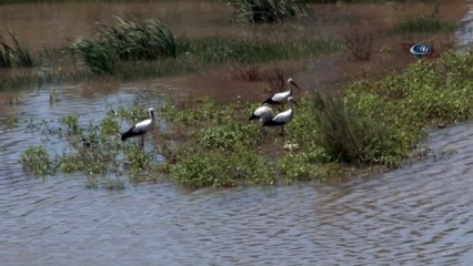 Kızılırmak'ta yaşanan balık ölümleri korkuttu