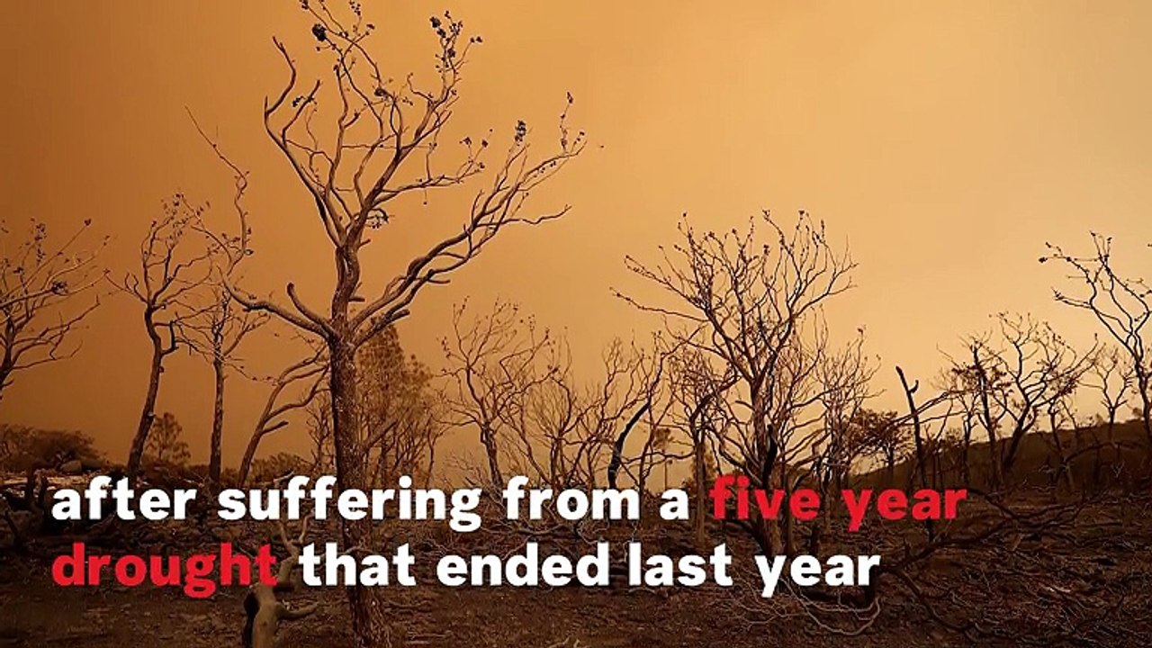 What Causes Wildfires