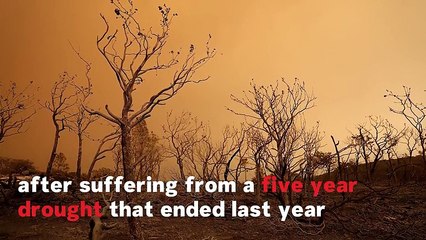What Causes Wildfires