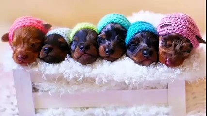 Funny Cats and Dogs Videos Compilation - Cute Is Not Enough (2018)