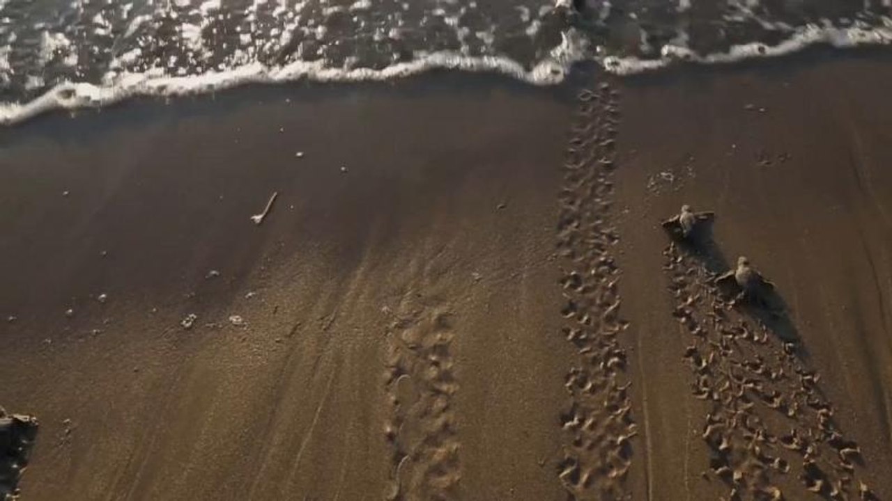 Angst vorm Fuchs: Schildkrötenbabies auf Zypern erhalten Schutz