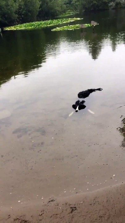 Une nouvelle race de crocodile découverte au Pays de Galles