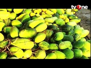 Timun Suri, Buah Segar yang Jadi Primadona di Bulan Ramadhan