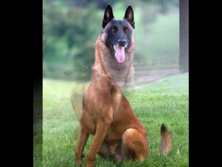 beautiful belga malinois