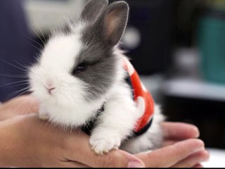 Los bebes conejitos lo más tiernos del mundo﻿