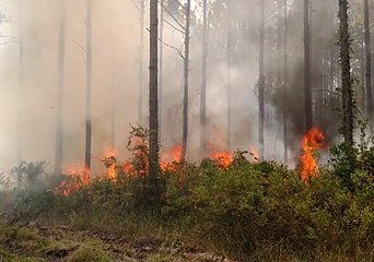 Florida Forest Service Crews Battle Wildfire South of Jacksonville