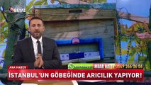 İstanbul'un göbeğinde arıcılık yapıyorlar (Beyaz Tv Özel Haber)