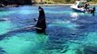 Ce plongeur nage au plus près des orques en Nouvelle-zélande : magnifique