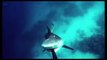 5 rencontres de Grands requins blancs qui font froid dans le dos