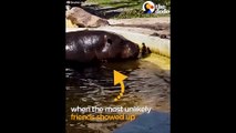 Un hippopotame aide un caneton à retrouver sa maman.. Adorable