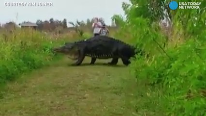 Ce qui va traverser ce chemin va vous faire frissonner.... Crocodile géant