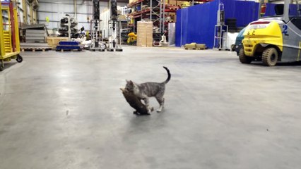 Ce chat a capturé un lapin plus gros que lui