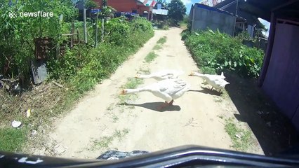 Geese to motorbike driver: ‘You shall not pass!’