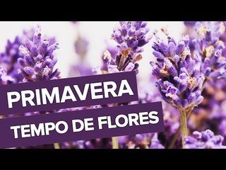 Primavera. É tempo de flores!