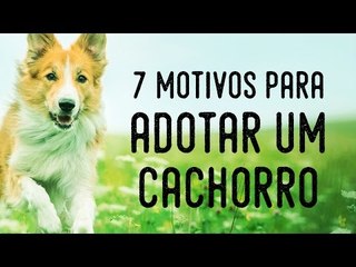 7 Motivos para Adotar um Cachorro
