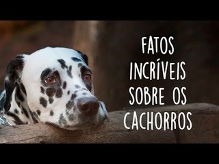 8 fatos incríveis sobre os cachorros