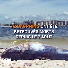 En Floride, une marée rouge décime la faune marine