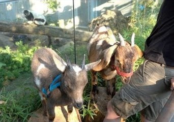 Stop What You're Doing and Watch These Tiny Goats Visit Lemurs at the Oregon Zoo