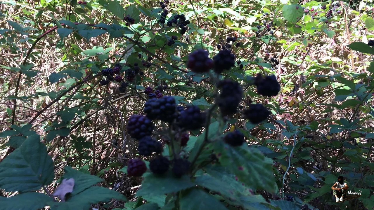 Étape 15 : Sorigny – Sainte-Maure-de-Touraine / Saint-Jacques-de-Compostelle par la Voie de Tours – 16 août 2017.