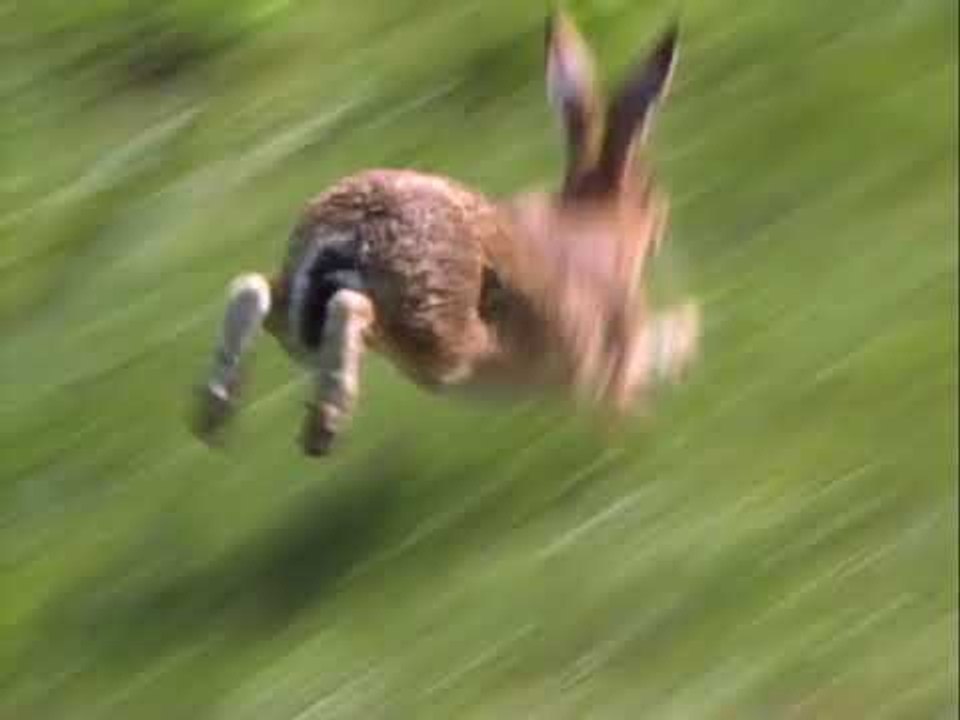World Sportscar vs Hare! Silverstone 1000km 1984