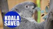 Passengers on a flight last night were stunned to see they were sharing the cabin with a koala bear