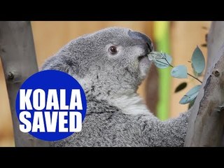 Passengers on a flight last night were stunned to see they were sharing the cabin with a koala bear