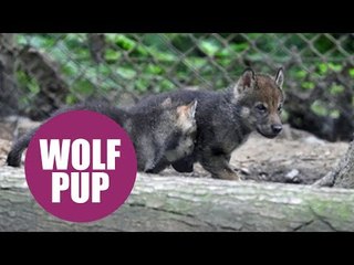 A pack of super cute wolf pups were caught on camera bounding around their new home