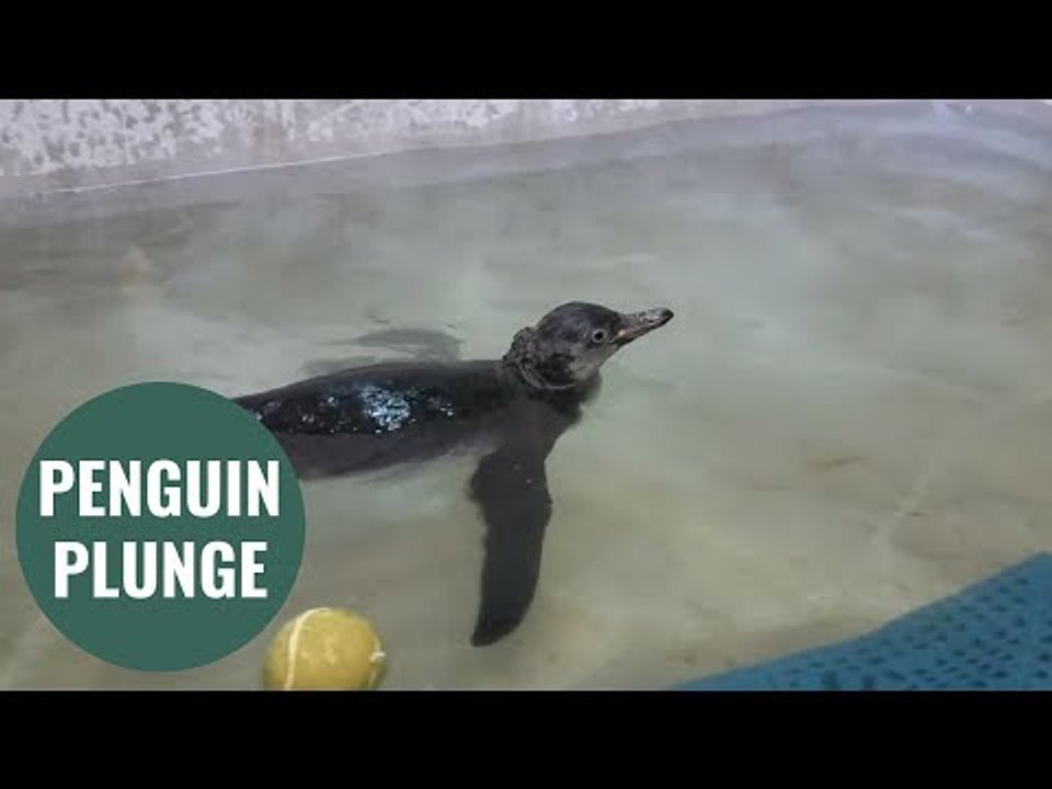 Penguin chick takes its first swimming lesson