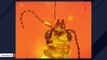 Remains Of 99-Million-Year-Old Beetle Found Trapped In Amber