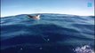 Mergulhadores registram baleias
