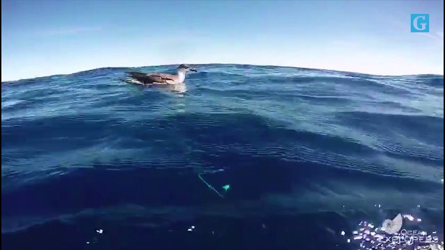 Mergulhadores registram baleias