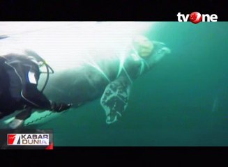 Drama Penyelamatan Seekor Paus di Chile