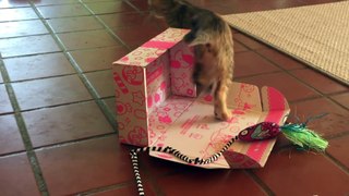 Pele Kitten likes her Kawaii Box