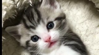 This kitten will melt your heart