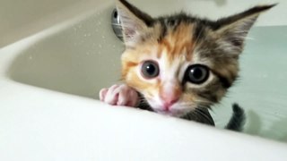 Kittens first bath !