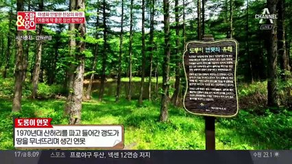 여름에 딱 좋은 트래킹 코스! 정선 '함백산' 여행 꿀팁은?
