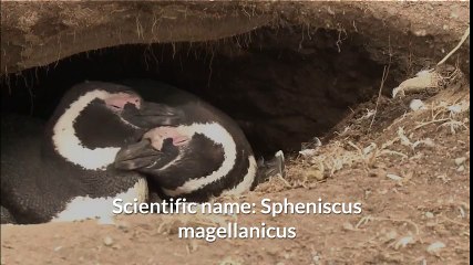 Magellanic penguin and Erect-crested penguin