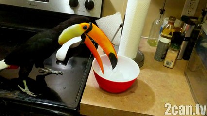 Toucan discovers ice for the first time! (SUPER CUTE!)