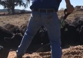 Aussie Farmer Shares Heartbreaking Story of Daily Battle to Feed Drought-Stricken Livestock